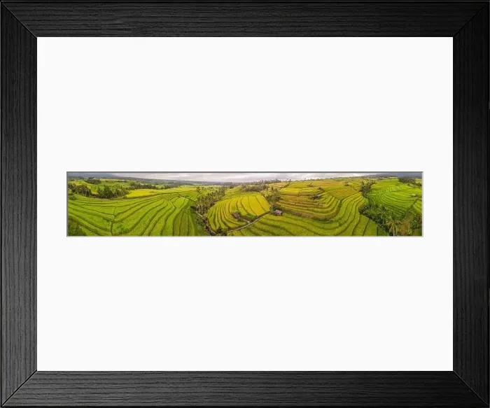 Framed Print : Aerial top view photo from flying drone of green rice fields in countryside Land with grown plants of paddy Framed Print : Aerial top view photo from flying drone of green rice fields in countryside Land with grown plants of paddy
