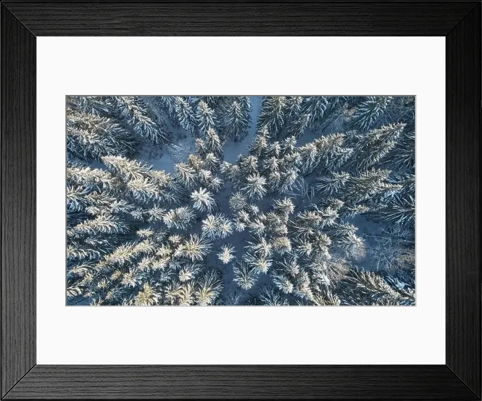Framed Print : Evergreen trees in snow above top drone view. Snowy background theme Framed Print : Evergreen trees in snow above top drone view. Snowy background theme