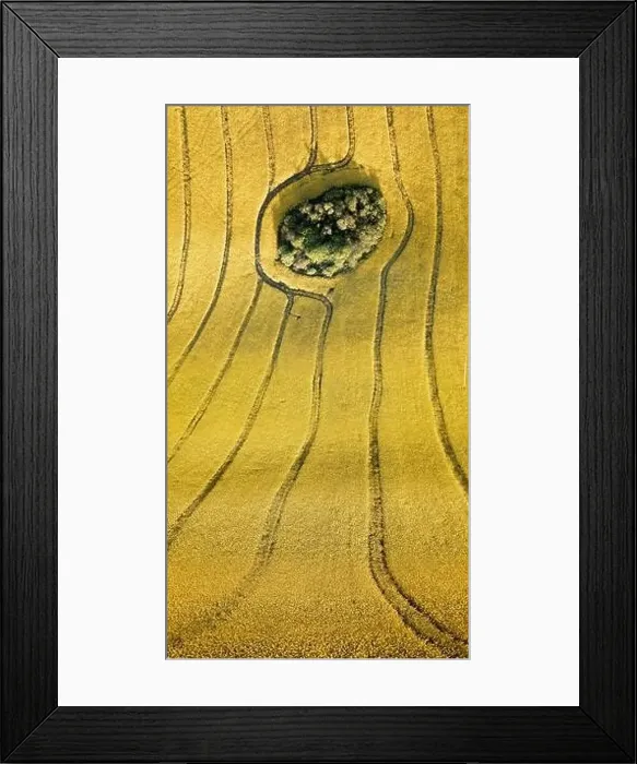 Framed Print : Island of trees in the field of blooming rape, Mazury, Poland Framed Print : Island of trees in the field of blooming rape, Mazury, Poland