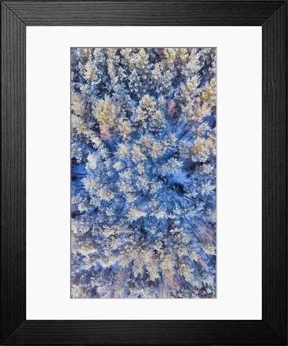 Framed Print : Snow covered winter forest aerial. Wood in winter season shot from a drone. Cold february day in the wilderness Framed Print : Snow covered winter forest aerial. Wood in winter season shot from a drone. Cold february day in the wilderness