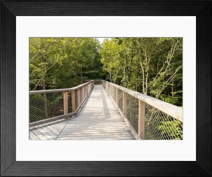 Framed Print : The new tree-top walk in Heringsdorf as a holiday destination Framed Print : The new tree-top walk in Heringsdorf as a holiday destination