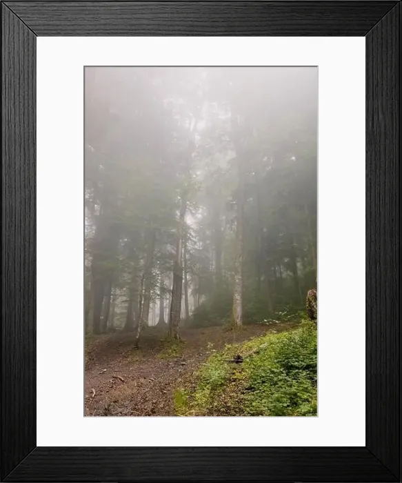 Framed Print : Coniferous forest in the fog. Country road through dense spruce green forest on a foggy morning Framed Print : Coniferous forest in the fog. Country road through dense spruce green forest on a foggy morning