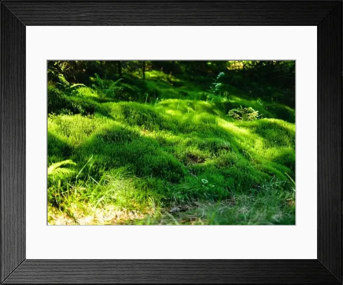 Framed Print : Small plants growing on the rock with moss. Beautiful ecology and environment in tropical rain forest background Framed Print : Small plants growing on the rock with moss. Beautiful ecology and environment in tropical rain forest background