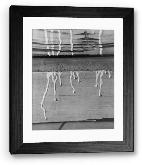 Framed Print : Paint dripping down a wooden structure Framed Print : Paint dripping down a wooden structure