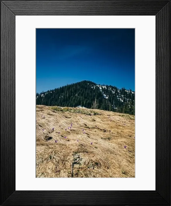 Framed Print : Purple flowers, crocuses on yellow grass, spring in the mountains Framed Print : Purple flowers, crocuses on yellow grass, spring in the mountains