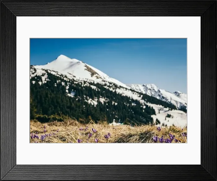 Framed Print : Purple flowers, snow-capped peak in the mountains on a background, spring Framed Print : Purple flowers, snow-capped peak in the mountains on a background, spring