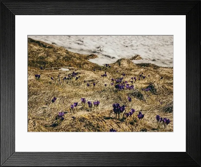 Framed Print : Meadow in the mountains with crocus flowers, thaw spring Framed Print : Meadow in the mountains with crocus flowers, thaw spring
