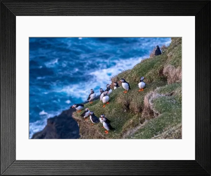 Framed Print : Puffins during mating season on the edge of a cliff in Myjnes in Faroe Islands Framed Print : Puffins during mating season on the edge of a cliff in Myjnes in Faroe Islands