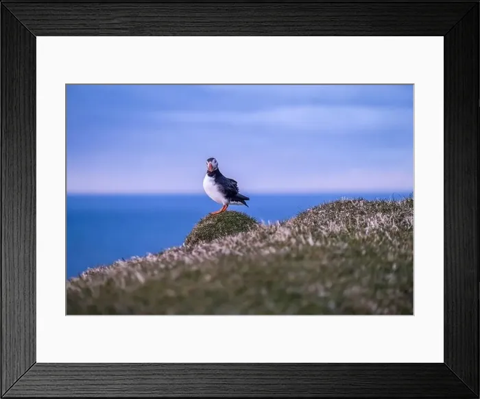 Framed Print : A portrait of a puffing looking straight at the camera, in Faroe Islands Framed Print : A portrait of a puffing looking straight at the camera, in Faroe Islands