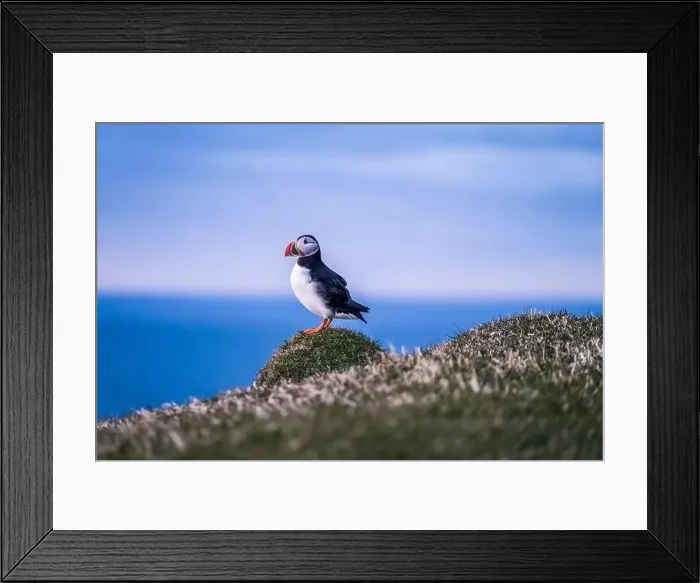 Framed Print : A portrait of a puffing looking straight at the camera, in Faroe Islands Framed Print : A portrait of a puffing looking straight at the camera, in Faroe Islands