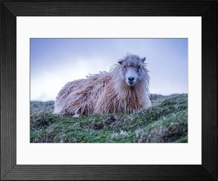 Framed Print : A woolly sheep resting on a blanket of green.2 Framed Print : A woolly sheep resting on a blanket of green.2