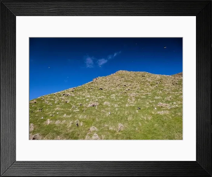 Framed Print : Secluded Puffin nests in Mykines, Faroe Islands Framed Print : Secluded Puffin nests in Mykines, Faroe Islands