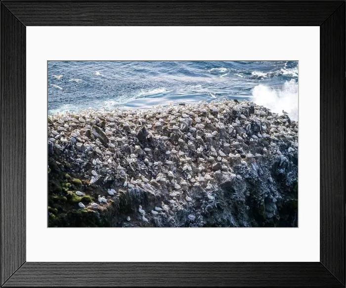 Framed Print : A cliff full of gannets mating in the Mykines, Faroe Islands Framed Print : A cliff full of gannets mating in the Mykines, Faroe Islands