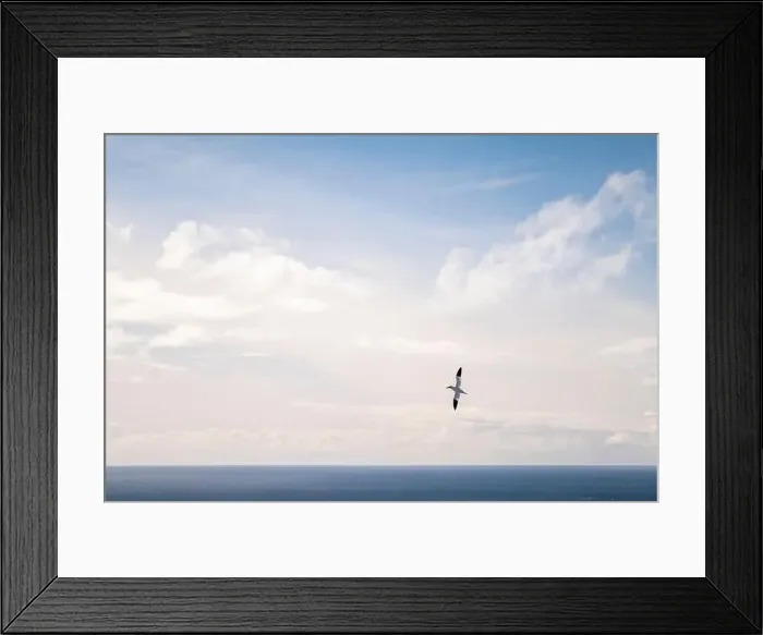 Framed Print : A gannet with it's trademark yellow head and bright blue eyes soars in perfect symmetry over the cobalt sea