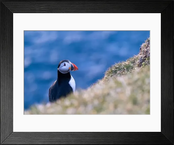 Framed Print : Portrait of a puffin in Faroe Islands looking away Framed Print : Portrait of a puffin in Faroe Islands looking away