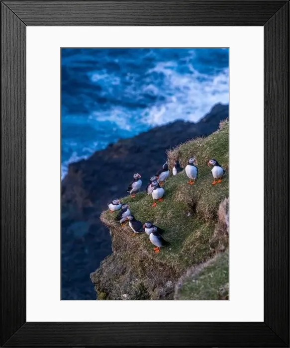 Framed Print : Puffins during mating season on the edge of a cliff in Myjnes in Faroe Islands Framed Print : Puffins during mating season on the edge of a cliff in Myjnes in Faroe Islands