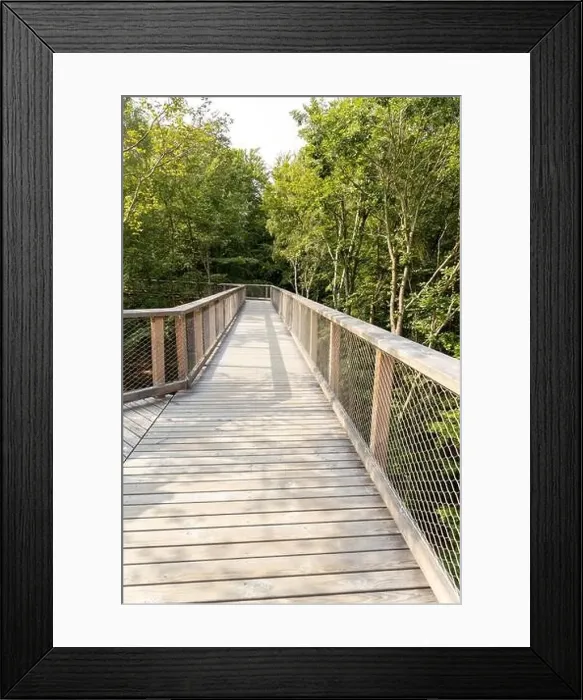 Framed Print : The new tree-top walk in Heringsdorf as a holiday destination Framed Print : The new tree-top walk in Heringsdorf as a holiday destination