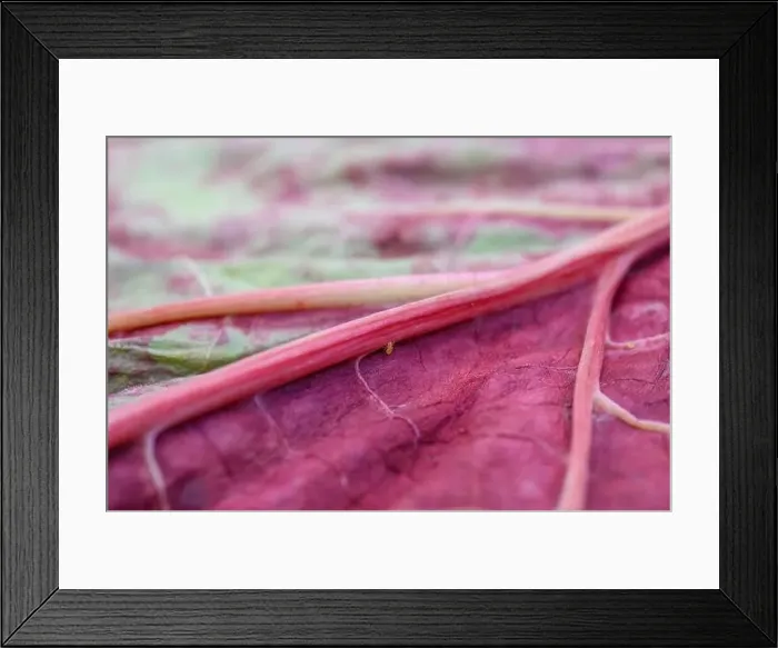 Framed Print : Closeup of decaying rhubarb leaf Framed Print : Closeup of decaying rhubarb leaf