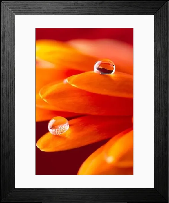Framed Print : Orange flower petals with water drop close up over red background Framed Print : Orange flower petals with water drop close up over red background