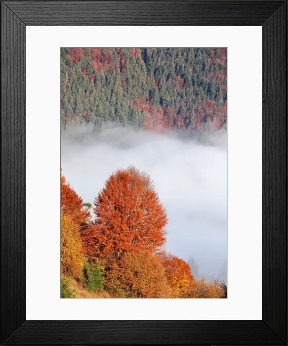 Framed Print : Alpine autumn deciduous forest above clouds Drone view Framed Print : Alpine autumn deciduous forest above clouds Drone view