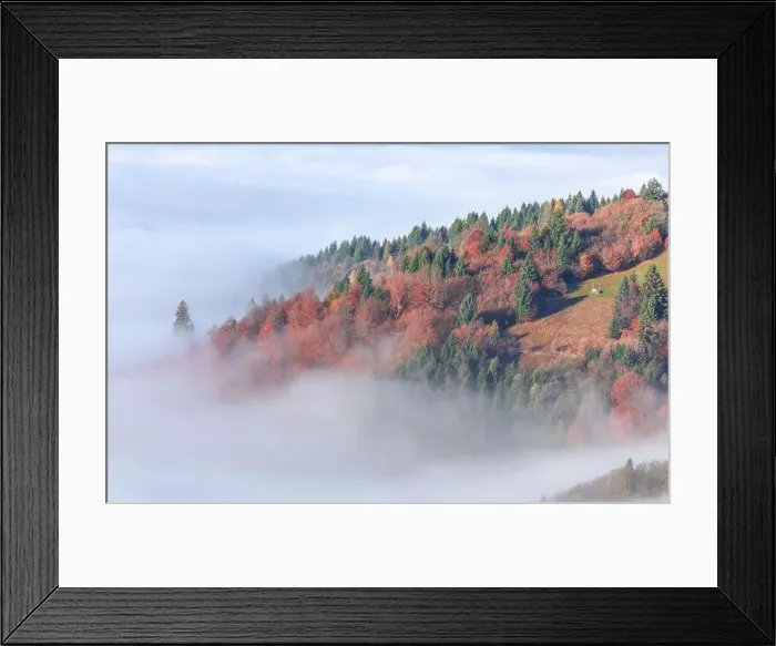 Framed Print : Alpine autumn deciduous forest above clouds Drone view Framed Print : Alpine autumn deciduous forest above clouds Drone view