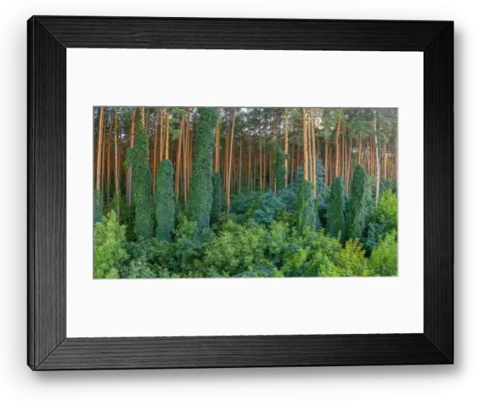 Framed Print : Alpine autumn deciduous forest above clouds Drone view Framed Print : Alpine autumn deciduous forest above clouds Drone view