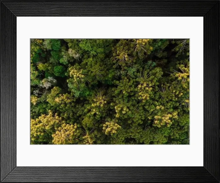 Framed Print : Tree crowns of endemic trees in Urubici, Brazil. Aerial view Framed Print : Tree crowns of endemic trees in Urubici, Brazil. Aerial view