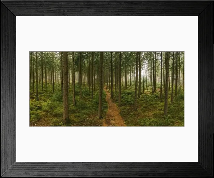 Framed Print : Path in to the forest at autumn with mist panorama. Drone Shot Framed Print : Path in to the forest at autumn with mist panorama. Drone Shot