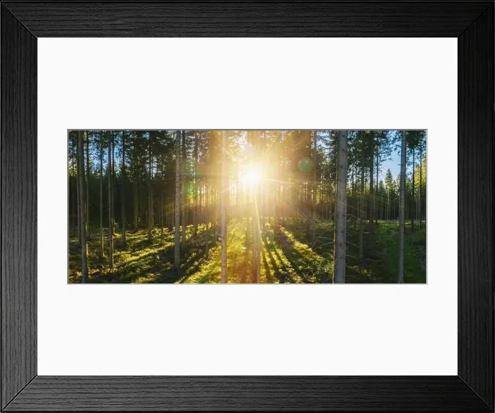 Framed Print : Forest panorama with sunsetlight - aerial drone shot Framed Print : Forest panorama with sunsetlight - aerial drone shot