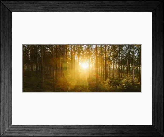 Framed Print : way in to the Forest panorama with sunsetlight - aerial drone shot