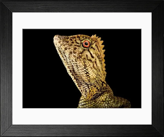 Framed Print : Abbott's Anglehead Lizard (Gonocephalus abbotti) Framed Print : Abbott's Anglehead Lizard (Gonocephalus abbotti)