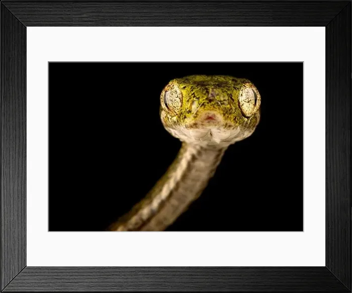 Framed Print : Bengkulu cat snake (Boiga bengkuluensis) Framed Print : Bengkulu cat snake (Boiga bengkuluensis)