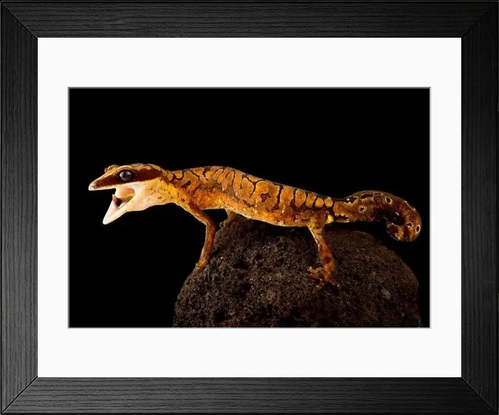 Framed Print : cat gecko (Aeluroscalabotes felinus) Framed Print : cat gecko (Aeluroscalabotes felinus)