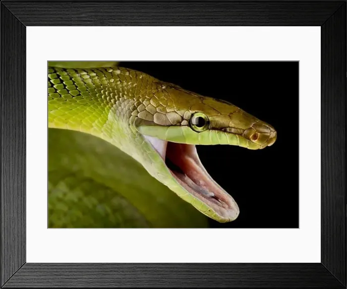 Framed Print : Red-tailed green ratsnake (Gonyosoma oxycephalum) Framed Print : Red-tailed green ratsnake (Gonyosoma oxycephalum)
