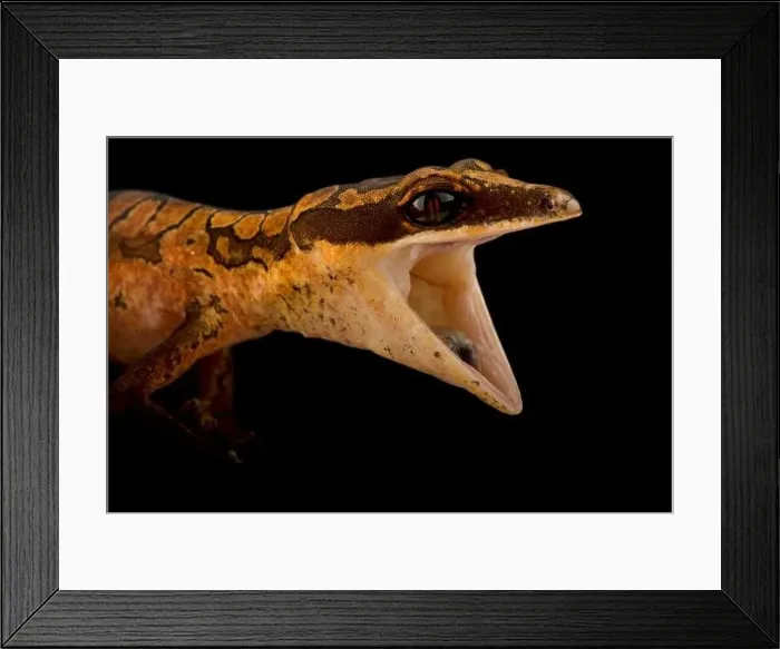 Framed Print : cat gecko (Aeluroscalabotes felinus) Framed Print : cat gecko (Aeluroscalabotes felinus)