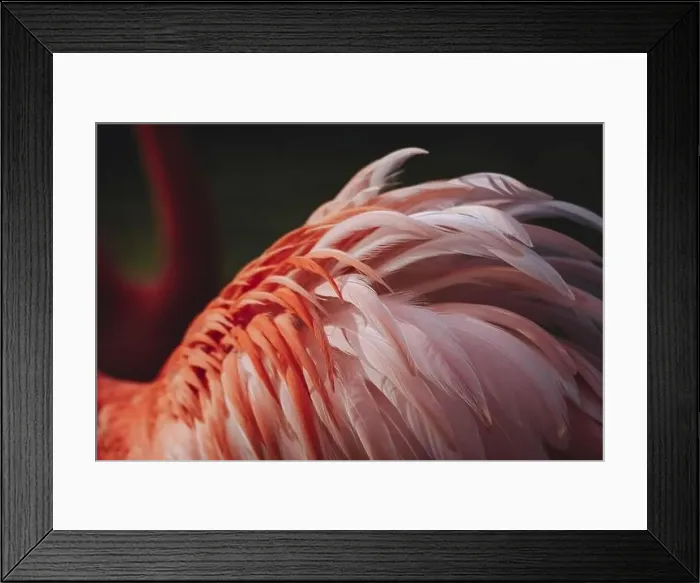 Framed Print : Colorful ruffled feathers of an adult flamingo (Phoenicopterus ruber) Framed Print : Colorful ruffled feathers of an adult flamingo (Phoenicopterus ruber)