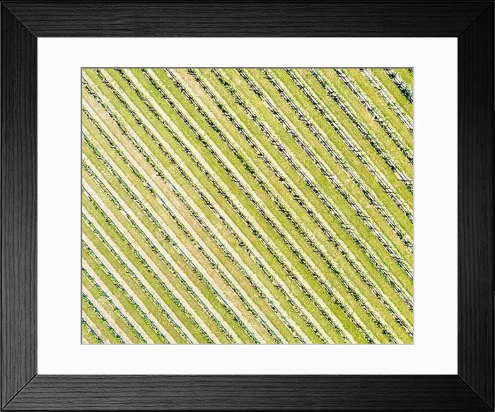 Framed Print : Aerial view the vineyard at Duck Walk Vineyards in Water Mill, NY Framed Print : Aerial view the vineyard at Duck Walk Vineyards in Water Mill, NY