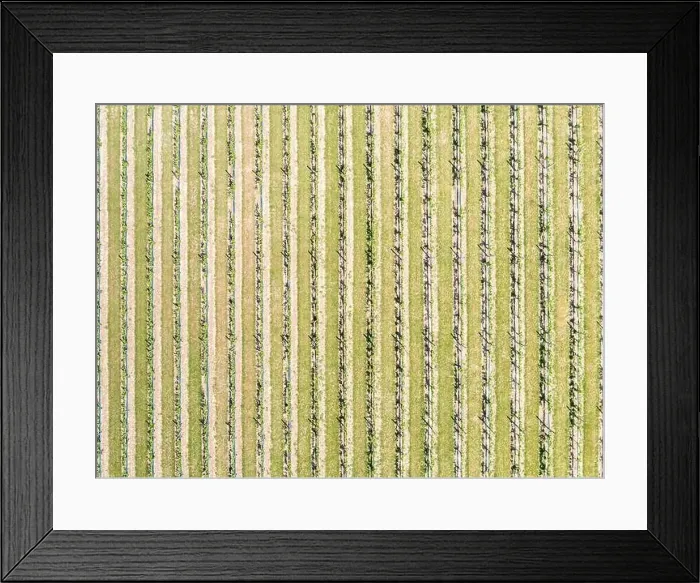 Framed Print : Aerial view the vineyard at Duck Walk Vineyards in Water Mill, NY Framed Print : Aerial view the vineyard at Duck Walk Vineyards in Water Mill, NY