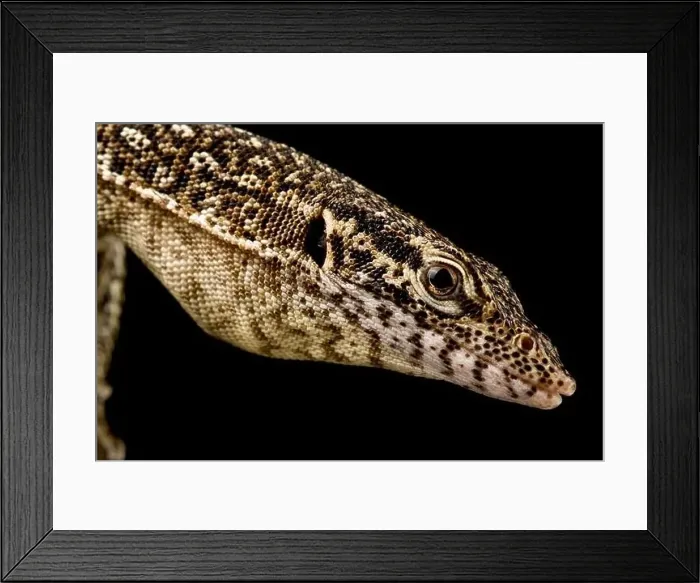 Framed Print : Auffenbergs monitor (Varanus auffenbergi) Framed Print : Auffenbergs monitor (Varanus auffenbergi)