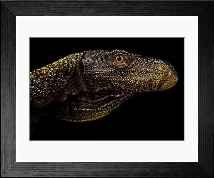 Framed Print : Crocodile monitor (Varanus salvatorii) Framed Print : Crocodile monitor (Varanus salvatorii)