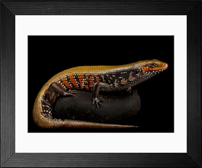 Framed Print : Fire skink (Mochlus fernandi) Framed Print : Fire skink (Mochlus fernandi)