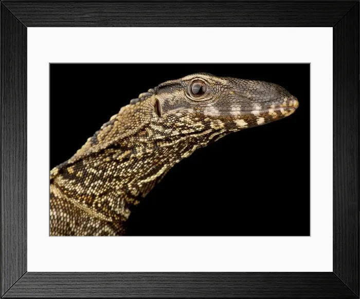 Framed Print : Black roughneck monitor (Varanus rudicollis) Framed Print : Black roughneck monitor (Varanus rudicollis)