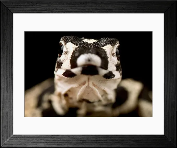Framed Print : Lace monitor (Varanus varius) Framed Print : Lace monitor (Varanus varius)