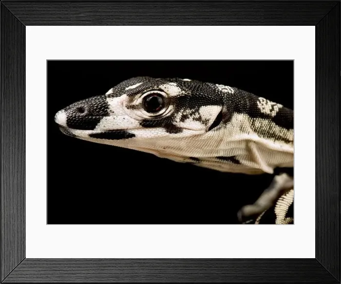 Framed Print : Lace monitor (Varanus varius) Framed Print : Lace monitor (Varanus varius)