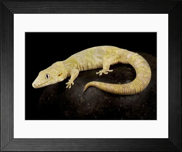 Framed Print : Large-scaled chameleon gecko (Eurydactylodes symmetricus) Framed Print : Large-scaled chameleon gecko (Eurydactylodes symmetricus)