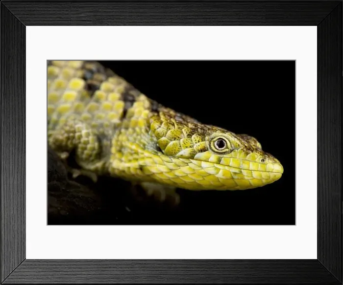 Framed Print : Mixtecan arboreal alligator lizard (Abronia mixteca) Framed Print : Mixtecan arboreal alligator lizard (Abronia mixteca)