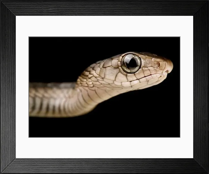 Framed Print : Western black tree snake (Thrasops occidentalis) Framed Print : Western black tree snake (Thrasops occidentalis)