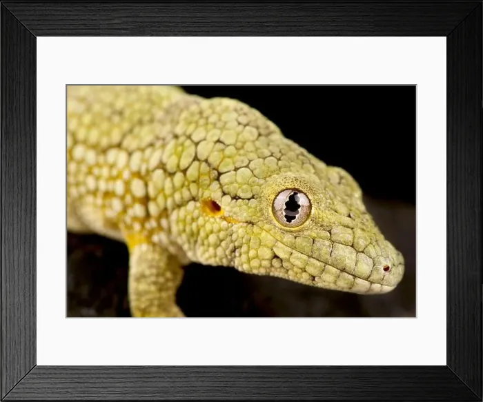 Framed Print : Vieillards chameleon gecko (Eurydactylodes vieillards)