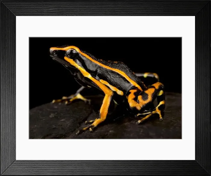 Framed Print : Three-striped poison frog (Amereega trivittata) Framed Print : Three-striped poison frog (Amereega trivittata)