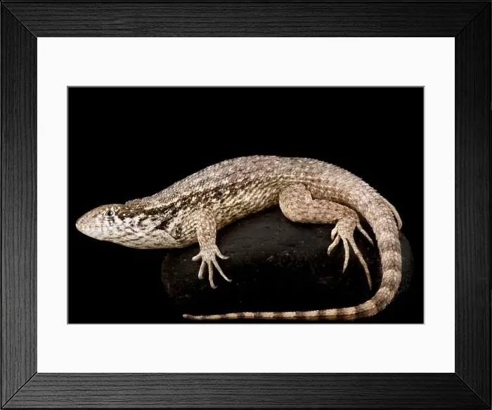 Framed Print : Northern curly-tailed lizard (Leiocephalus carinatus) Framed Print : Northern curly-tailed lizard (Leiocephalus carinatus)